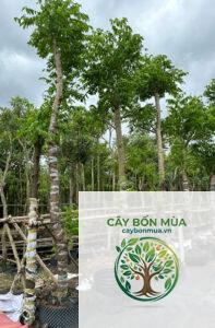 cây cóc ta