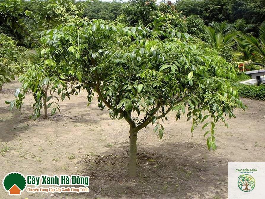 cây cóc xanh - Image 2