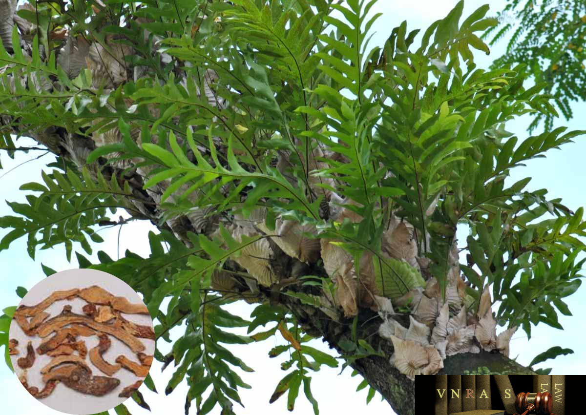cây cốt toái bổ - Image 2