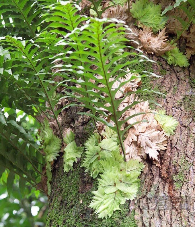 cây cốt toái bổ - Image 3