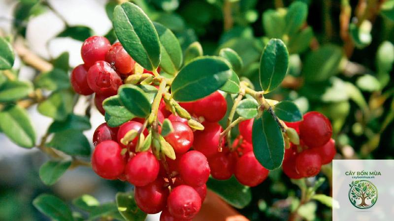cây cranberry - Image 2