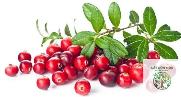 cây cranberry - Image 3