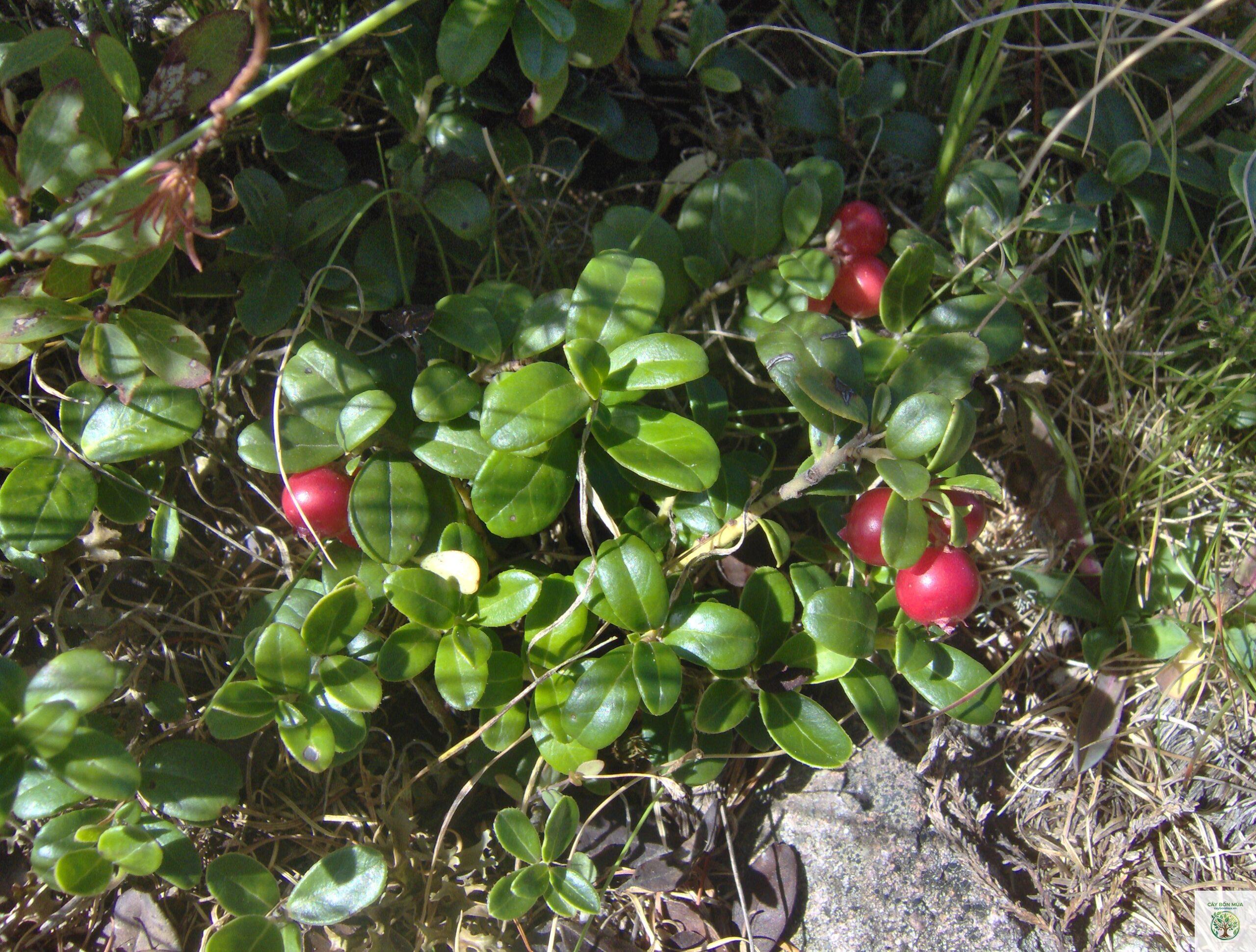 cây cranberry - Image 5