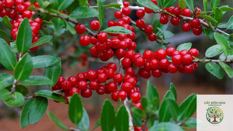 cây cranberry