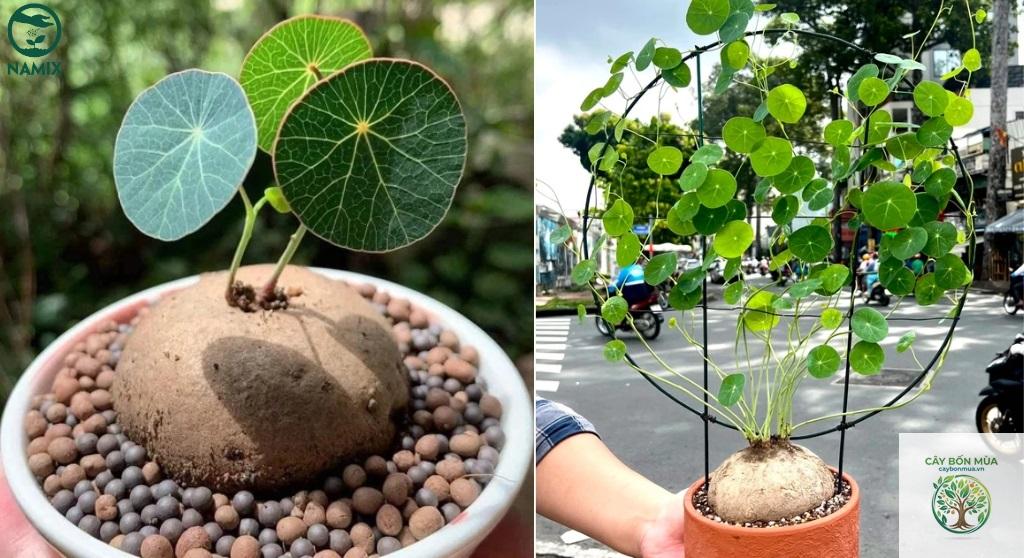 cây củ bình vôi