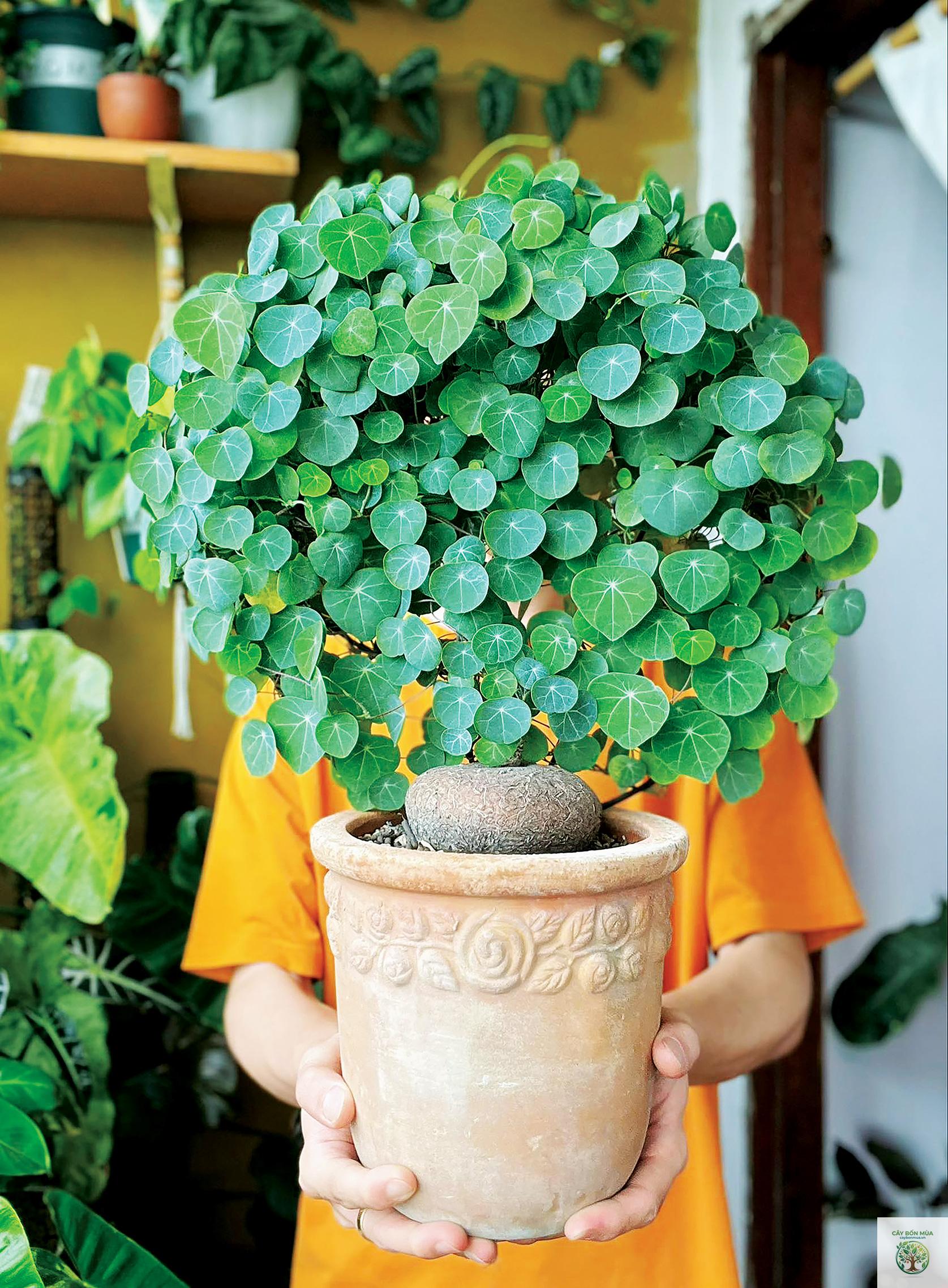 cây củ bình vôi - Image 2