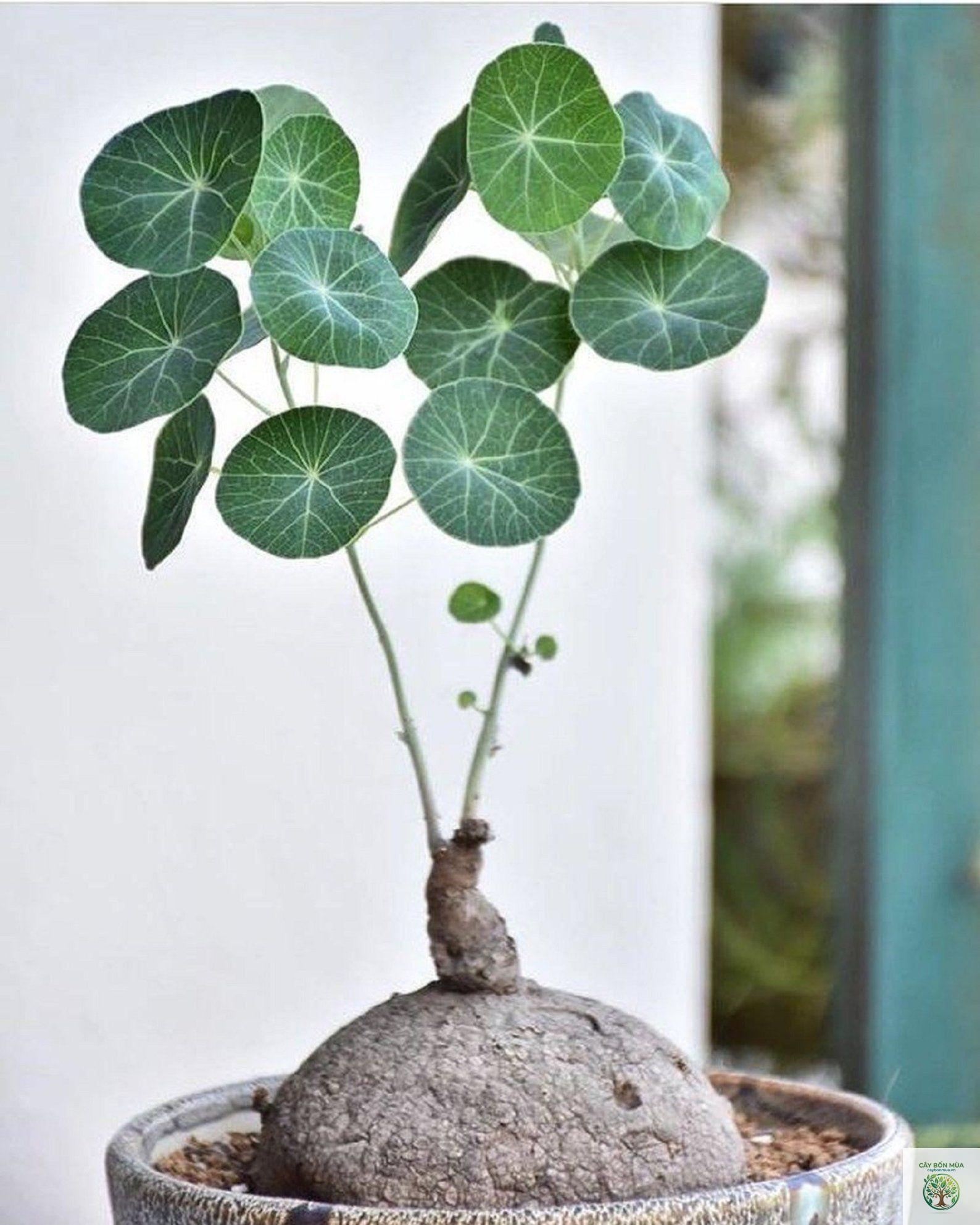 cây củ bình vôi - Image 3