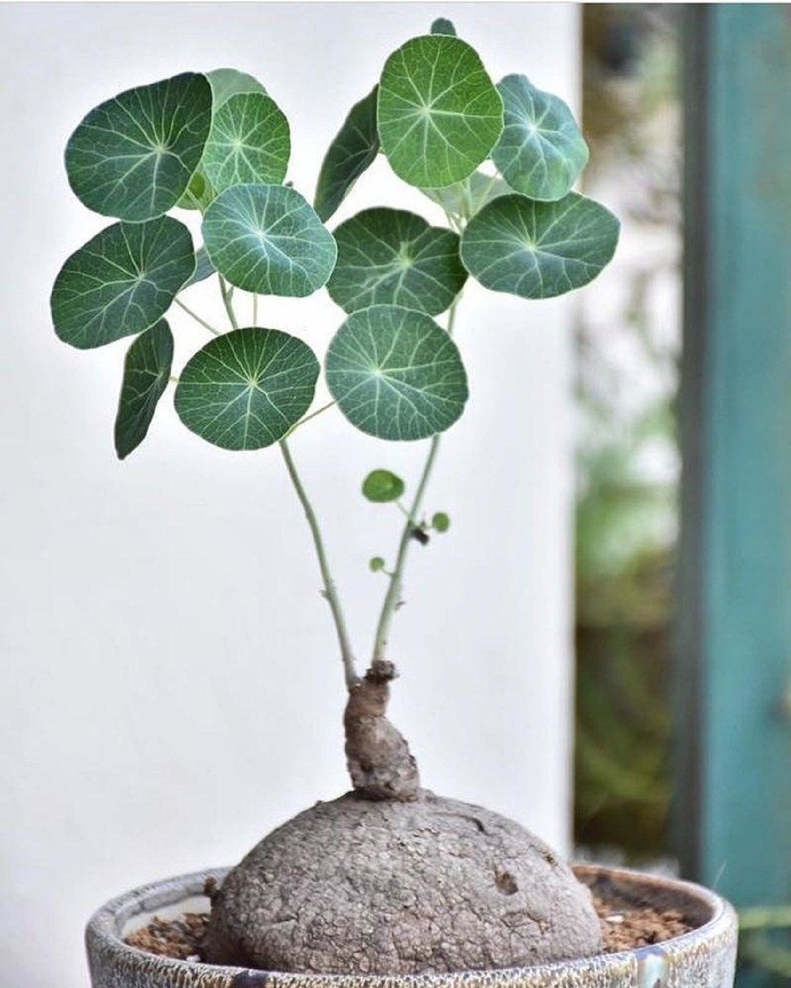 cây củ bình vôi - Image 5