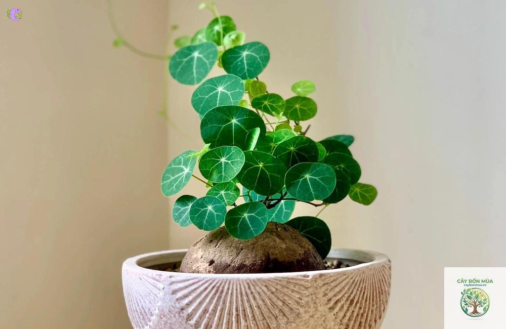 cây củ bình vôi tím - Image 3