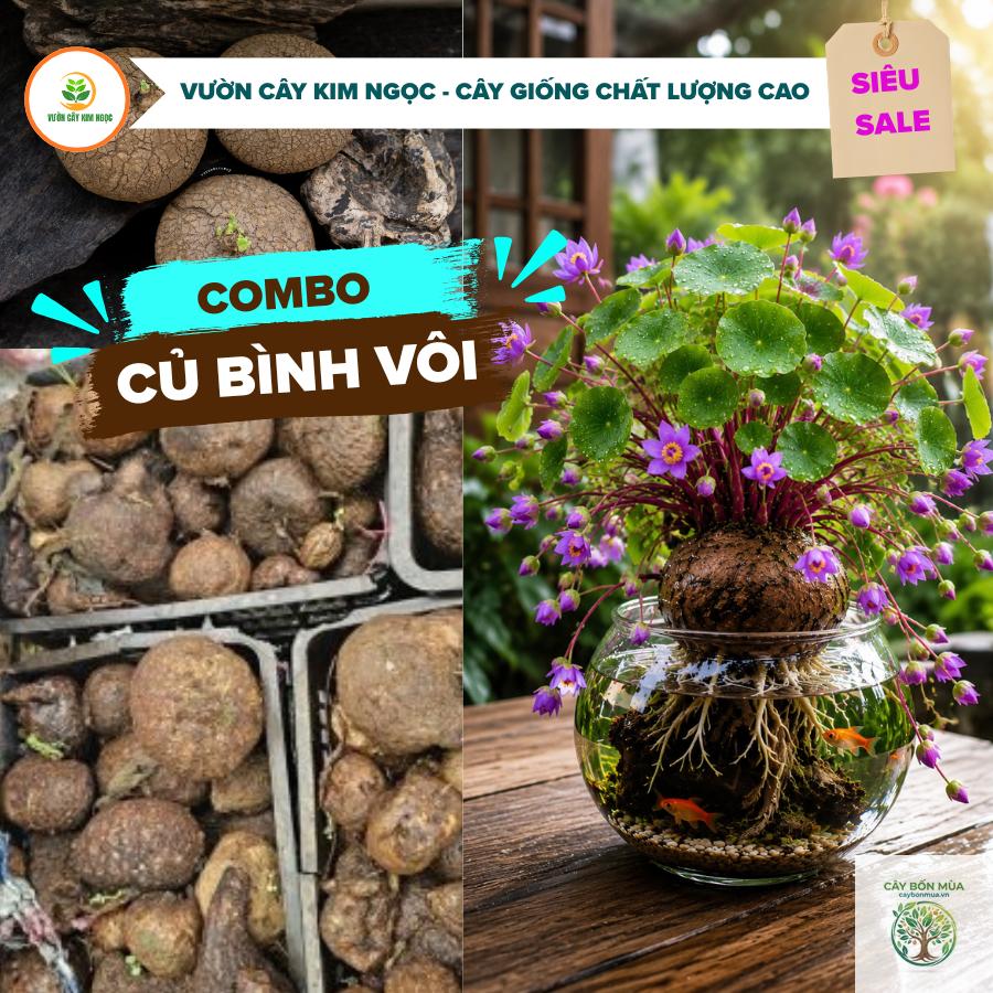 cây củ bình vôi tím - Image 4