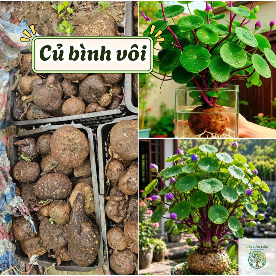 cây củ bình vôi tím