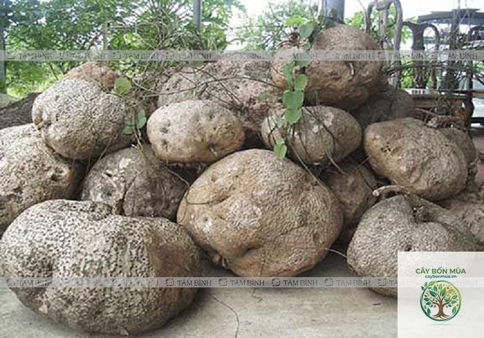 cây củ bình vôi trắng - Image 2