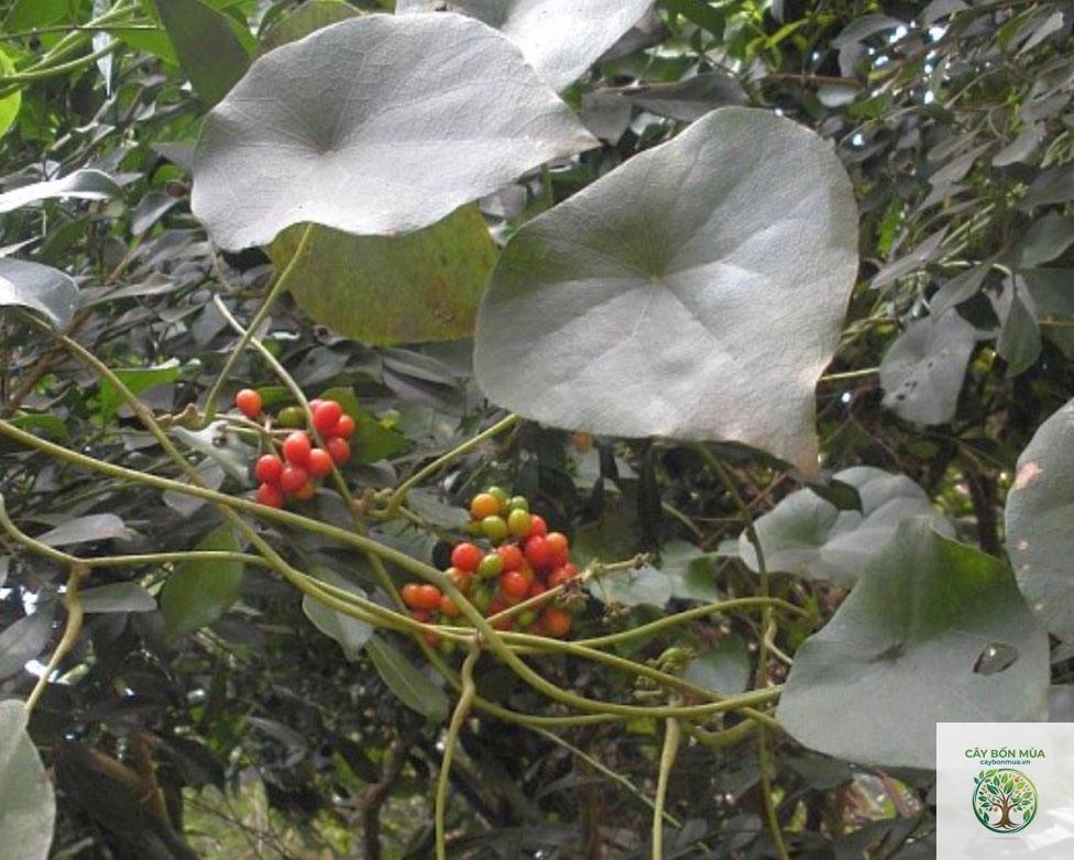 cây củ bình vôi trắng - Image 4