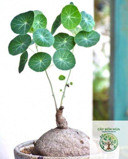 cây củ bình vôi trắng