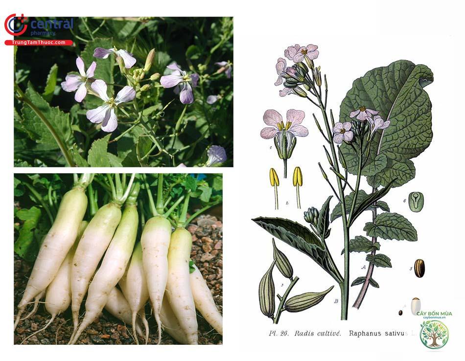 cây củ cải - Image 5
