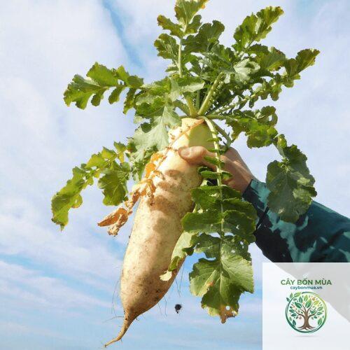 cây củ cải Daikon - Image 2