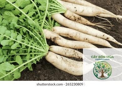 cây củ cải Daikon - Image 3