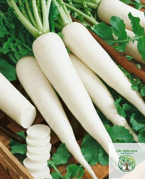 cây củ cải Daikon - Image 4
