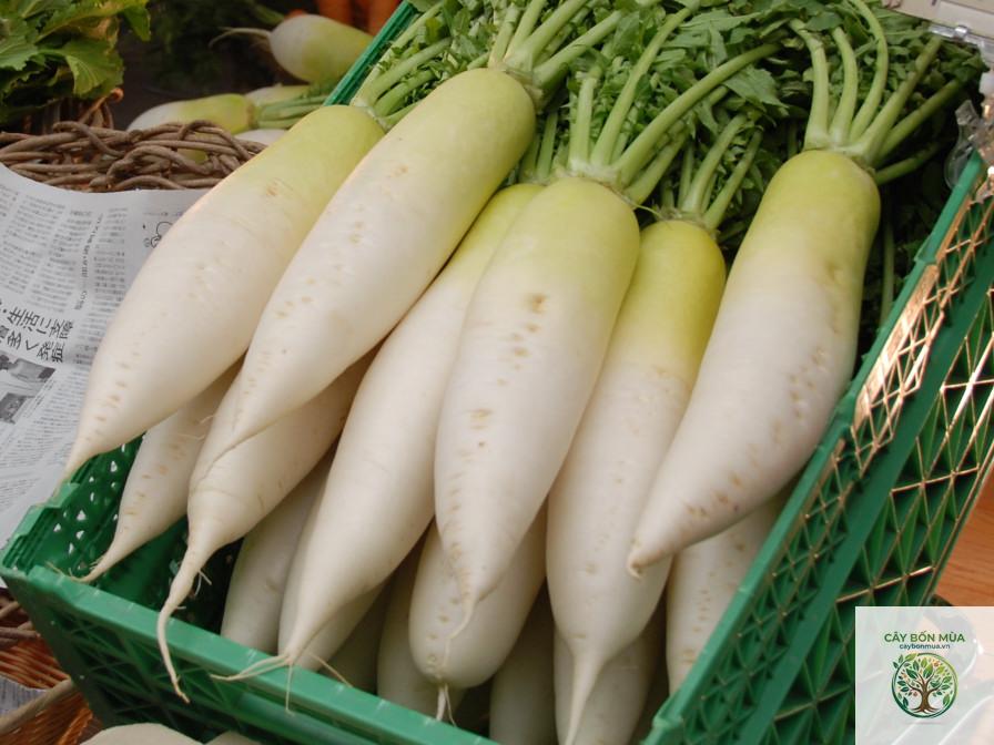 cây củ cải Daikon