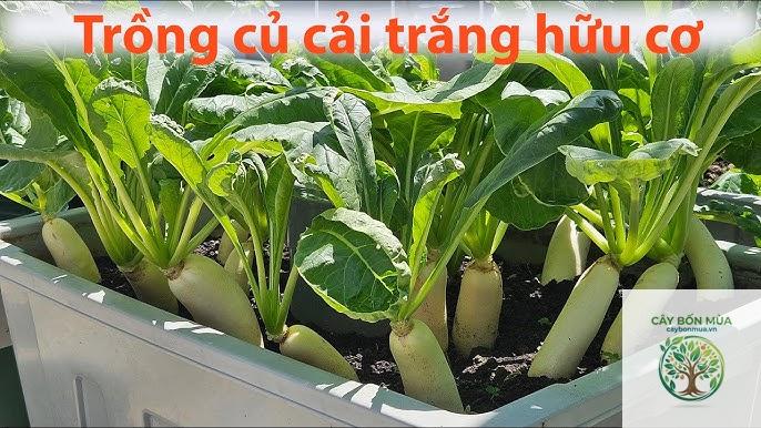 cây củ cải Margel - Image 3
