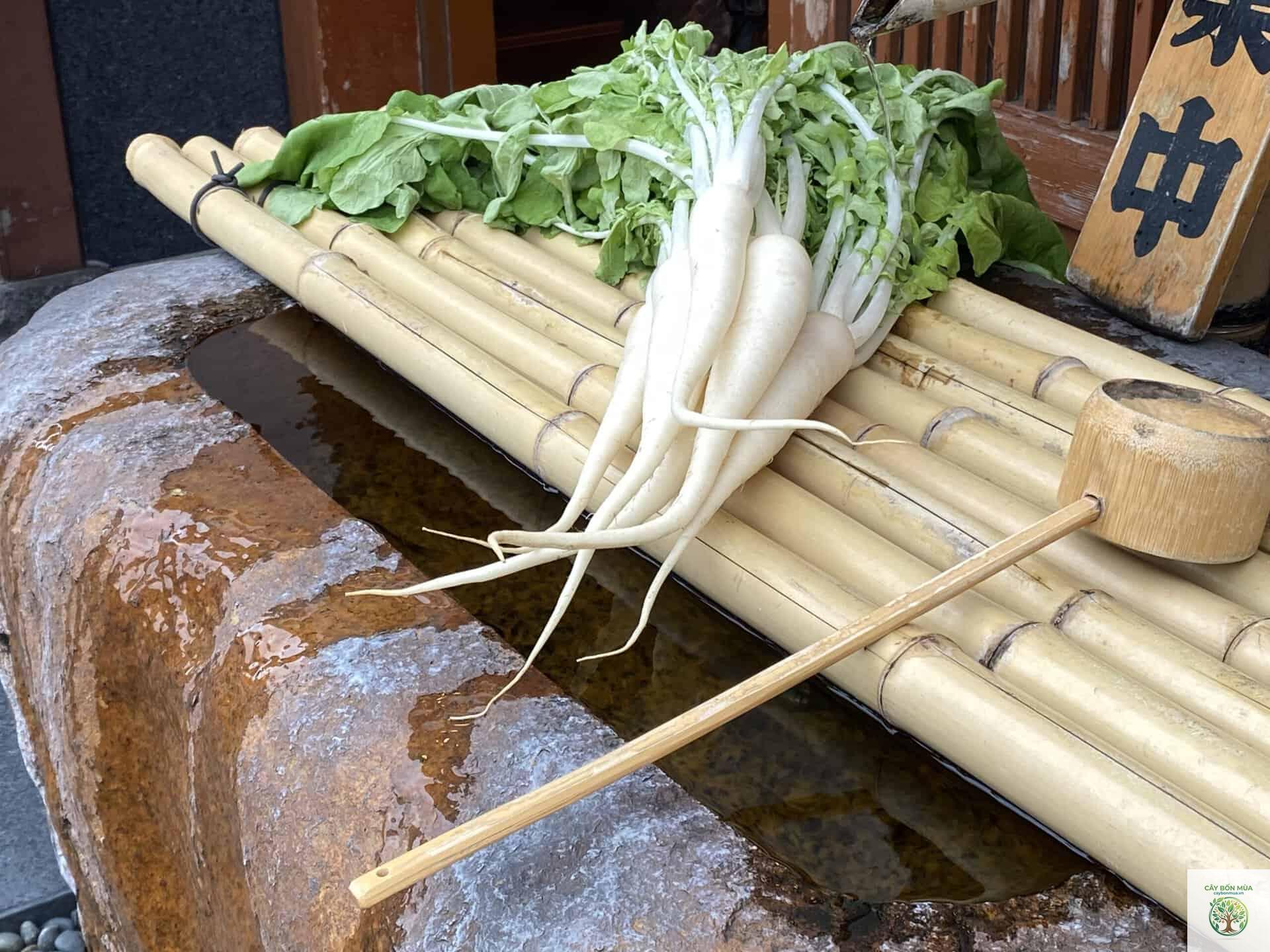 cây củ cải Nhật - Image 3