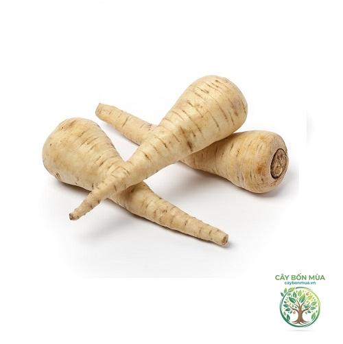 cây củ cải vàng - Image 3