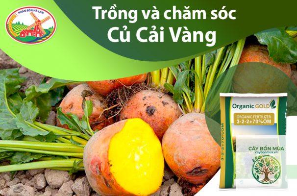 cây củ cải vàng