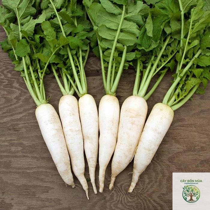 cây củ cải