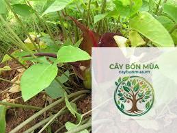 cây củ chóc - Image 4