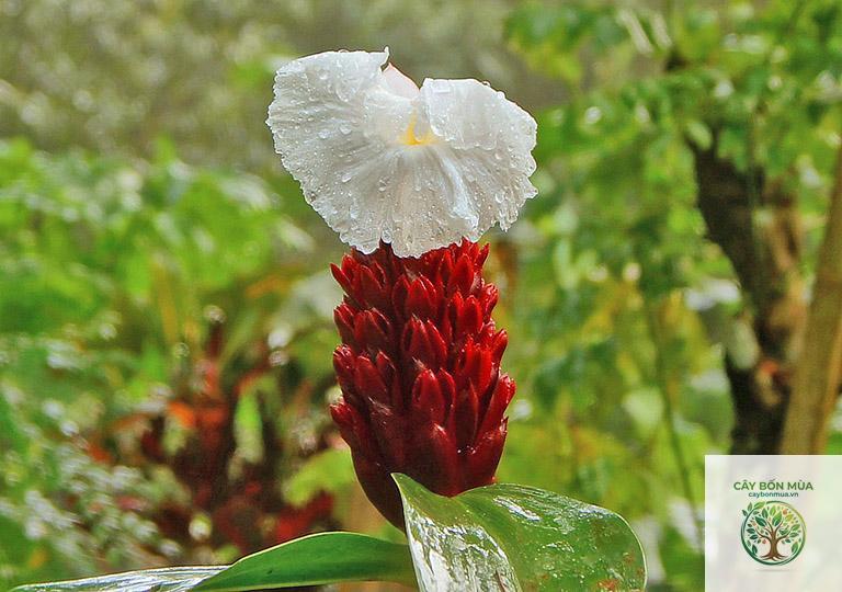 cây củ chóc