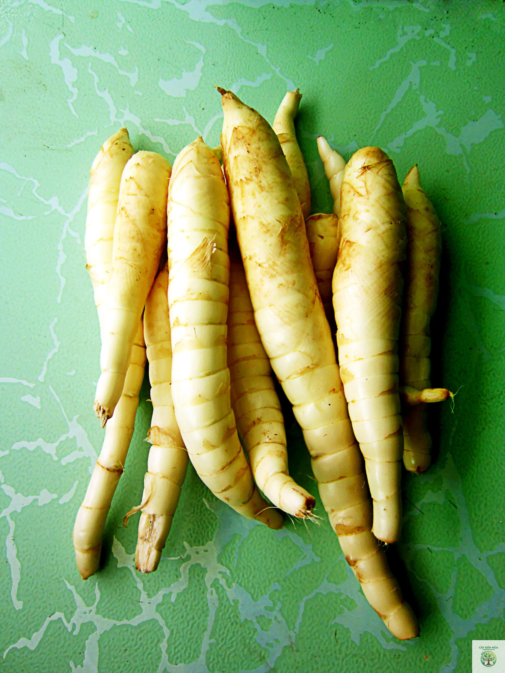 cây củ dong - Image 2