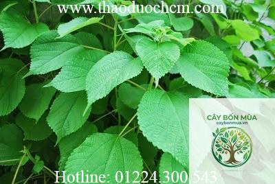 cây củ gai rừng - Image 2