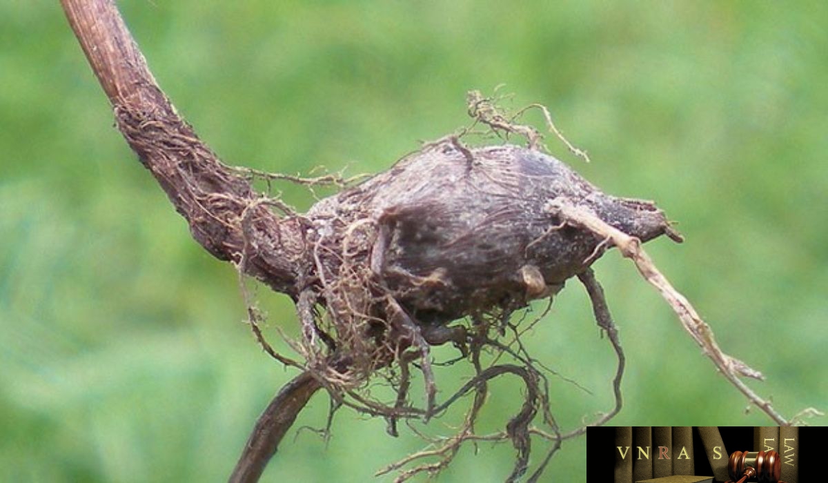 cây củ gấu - Image 3