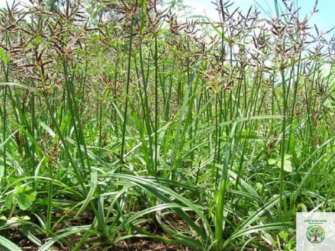 cây củ gấu - Image 5