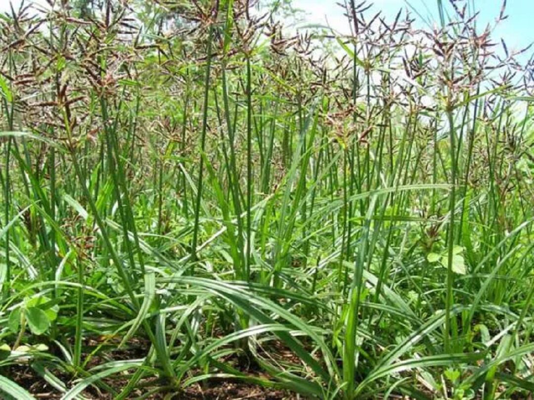 cây củ gấu - Image 5