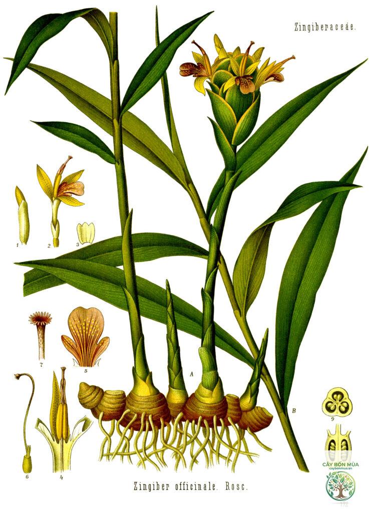 cây củ gừng