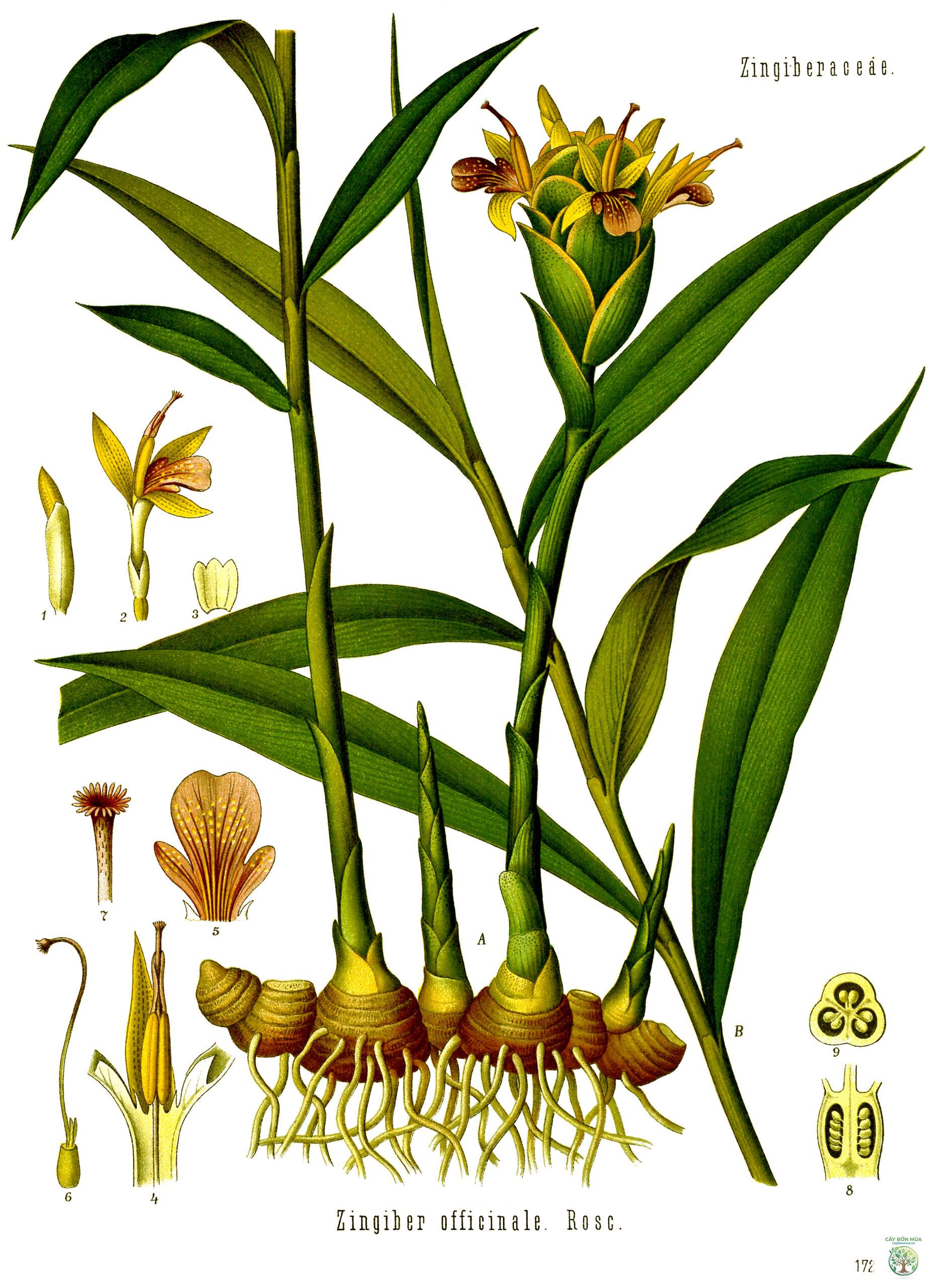 cây củ gừng - Image 1