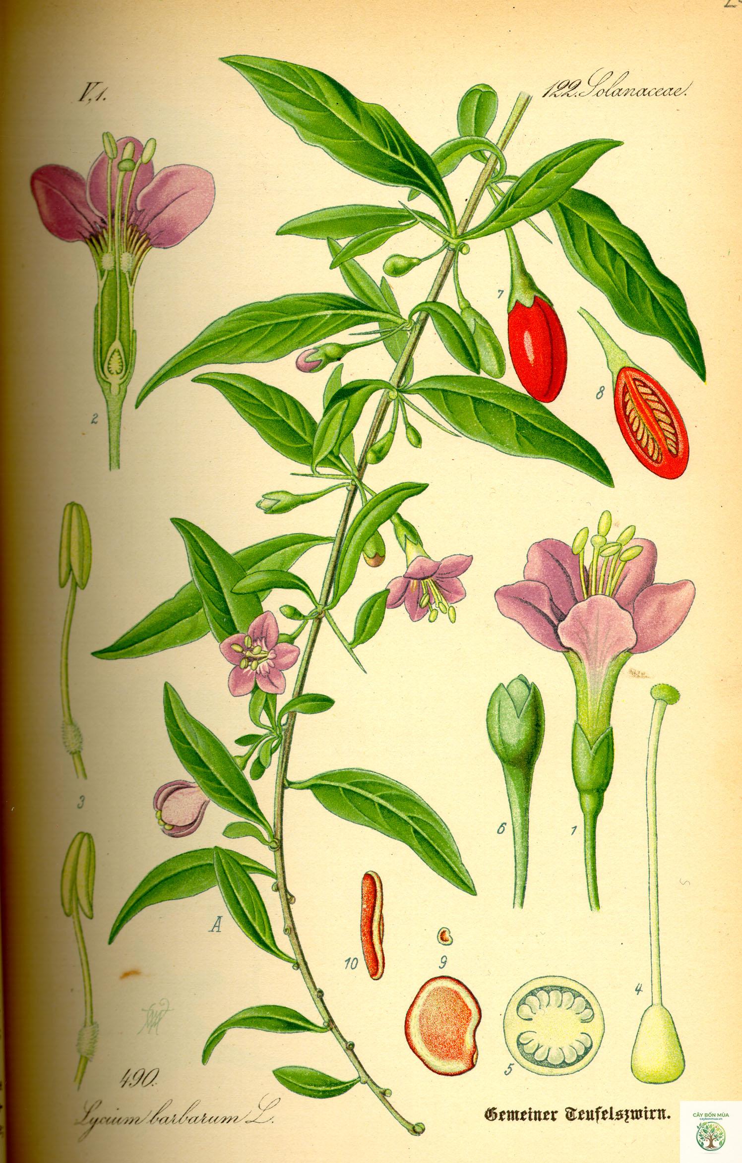 cây củ khởi - Image 2