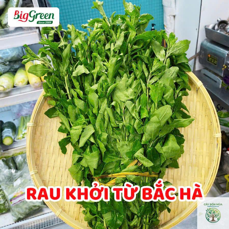 cây củ khởi - Image 3