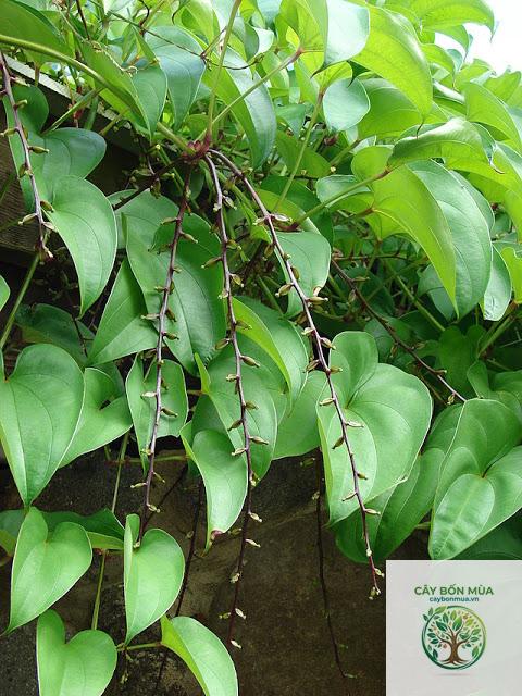 cây củ mài