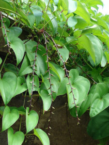 cây củ mài