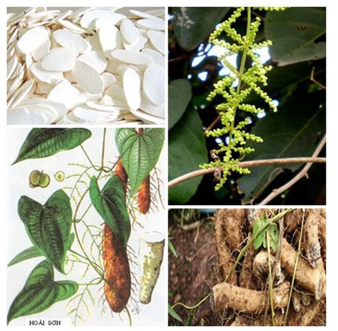 cây củ mài - Image 4