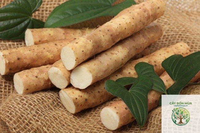cây củ mài đắng - Image 2