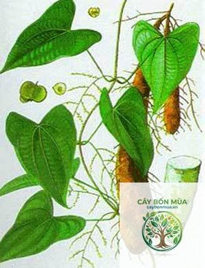 cây củ mài đắng