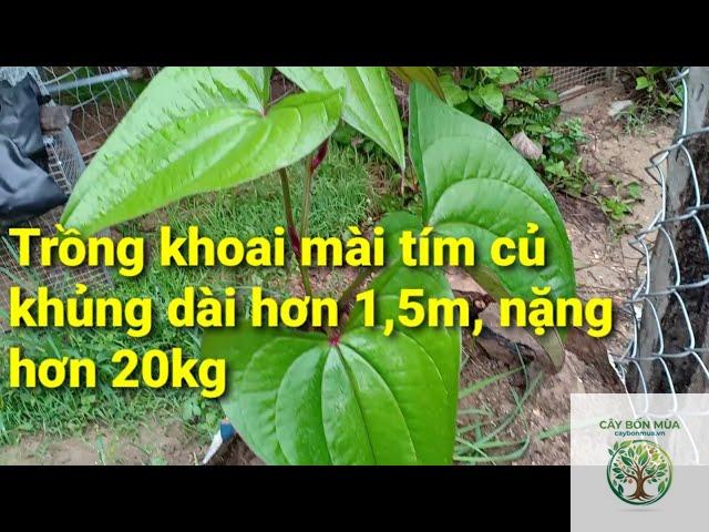 cây củ mài tím - Image 4