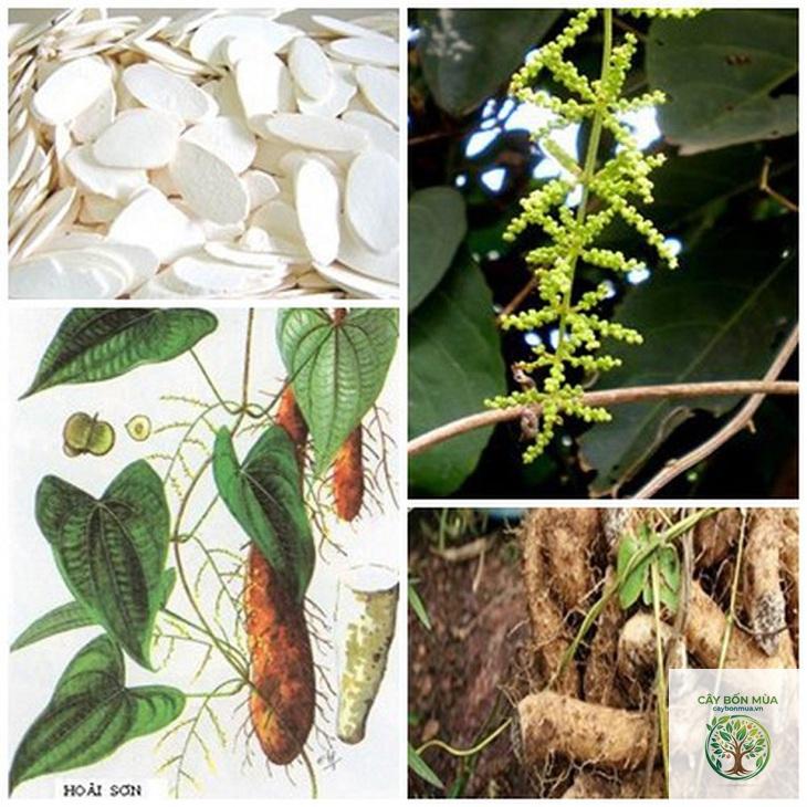 cây củ mài trắng