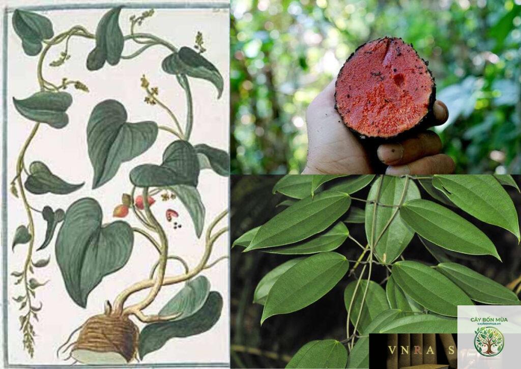 cây củ nâu