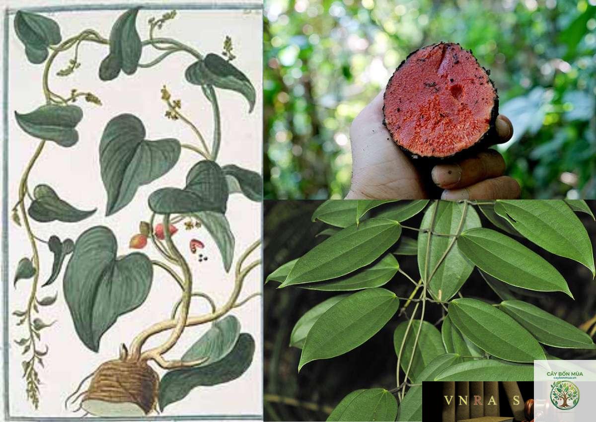 cây củ nâu - Image 1