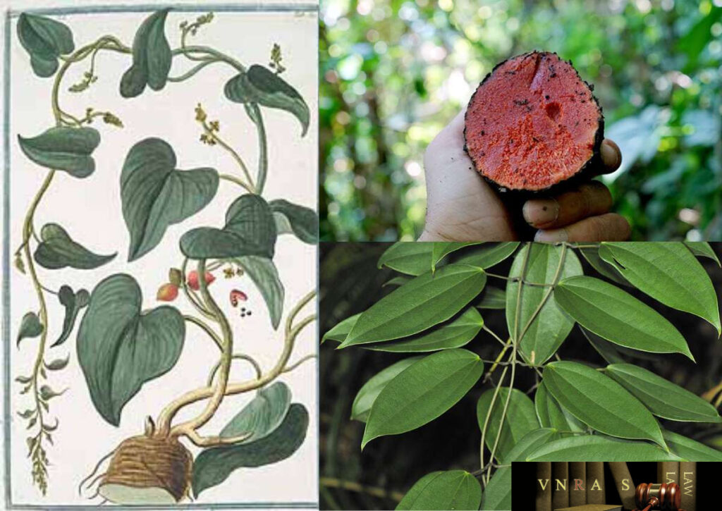 cây củ nâu