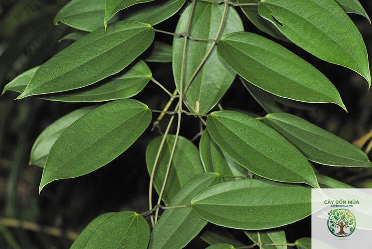 cây củ nâu - Image 5
